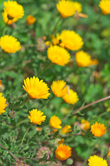 Image showing Green field with yellow spring flowers.