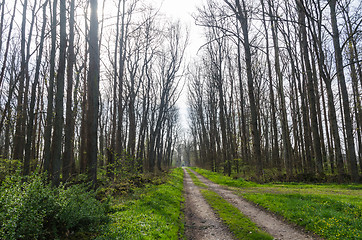 Image showing Country road through an elm tree forest with tall bare trees