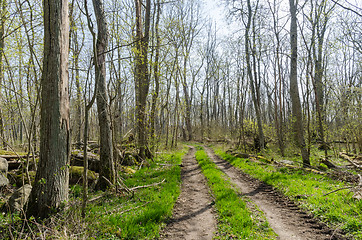 Image showing Colorful country road through a bright forest by springtime