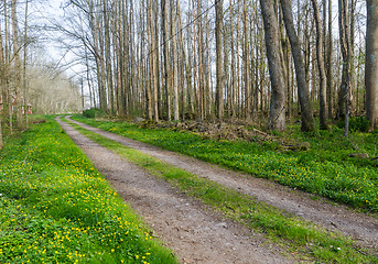 Image showing Beautiful country road through a decduous forest by springtime