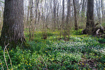 Image showing Blossom wood anemones on the ground in a forest