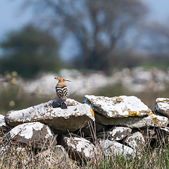 Image showing Eurasian Hoopoe rare bird sitting on a dry stone wall