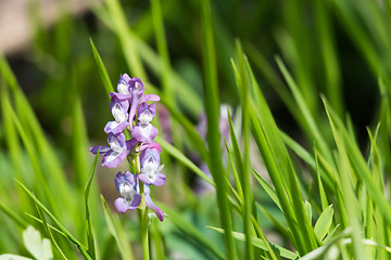 Image showing Purple Holow Root flower closeup in the green grass by springtim