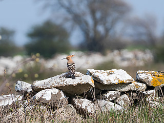 Image showing Eurasian Hoopoe rare bird visiting the swedish island Oland