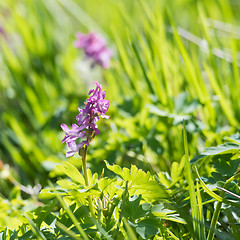 Image showing Blossom Hollow Root flower closeup in a bright greenery by sprin