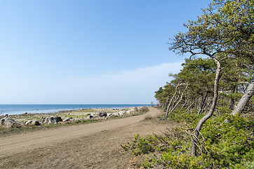 Image showing Winding country road by seaside with windswept trees