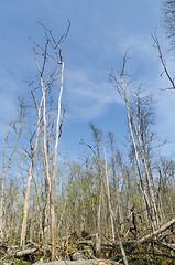 Image showing Elm trees damaged by the dutch elm disease in a bright swedish f