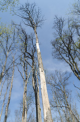 Image showing Damaged elm trees by dutch elm disease