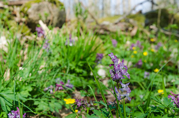 Image showing Blossom forest ground with purple Hollow Root flowers