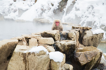 Image showing japanese macaque or snow monkey in hot spring