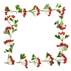 Image showing Hawthorn Berry Border