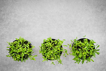 Image showing Pots with young cilantro herbs on concrete background