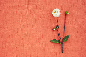 Image showing White dahlia on peach colored canvas with copy space