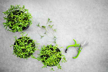 Image showing Potted cilantro herbs and garden clippers