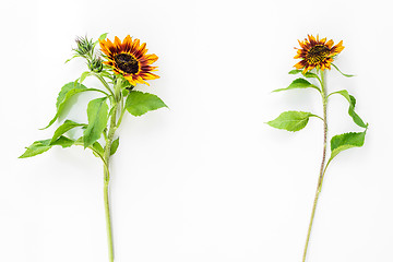 Image showing Two sunflowers on white background