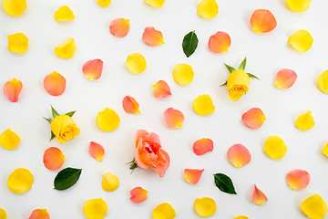 Image showing Beautiful rose petals background