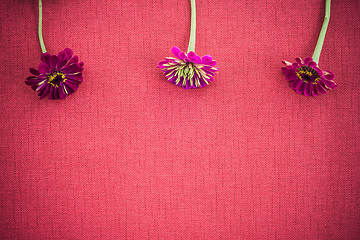 Image showing Three zinnias on deep red canvas with copy space