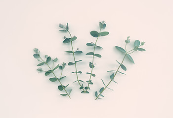 Image showing Four eucalyptus branches on pastel background