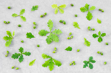 Image showing Green oak leaves and acorns on concrete background