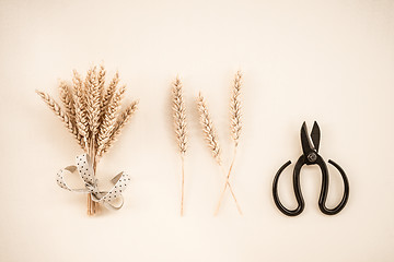 Image showing Scissors and wheat ears on canvas background