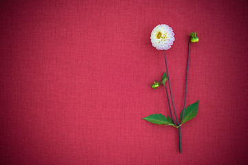 Image showing White dahlia on deep red canvas with copy space