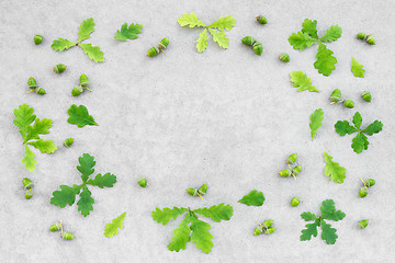 Image showing Green oak leaves and acorns frame on concrete background