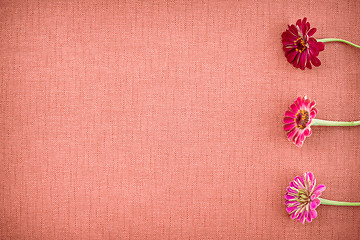 Image showing Blooming zinnias on coral colored canvas with copy space