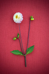 Image showing White dahlia on red canvas background