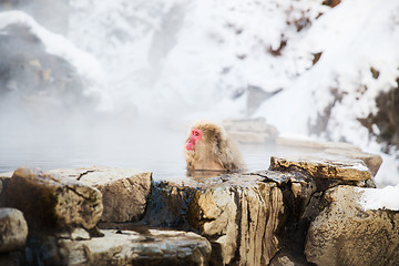 Image showing japanese macaque or snow monkey in hot spring