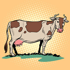 Image showing dairy milk cow with udder. Farm animal