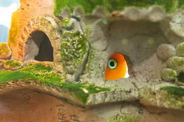 Image showing Aquarium fish red parrot hid in a cave