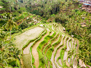 Image showing Drone view of Tegalalang rice terrace in Bali, Indonesia, with palm trees and paths for touristr to walk around plantations