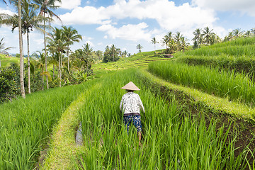 Image showing Female farmer working in Jatiluwih rice terrace plantations on Bali, Indonesia, south east Asia.