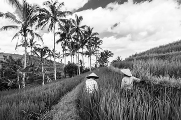 Image showing Female farmers working in Jatiluwih rice terrace plantations on Bali, Indonesia, south east Asia. Black and white image.