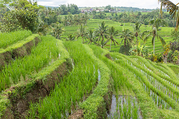 Image showing Jatiluwih rice terraces and plantation in Bali, Indonesia, with palm trees and paths.