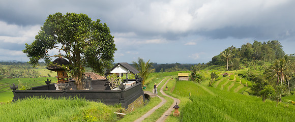 Image showing Female tourist walking a path among Jatiluwih rice terraces and plantation in Bali, Indonesia.
