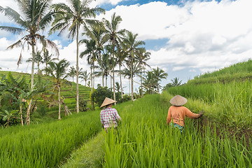 Image showing Female farmers working in Jatiluwih rice terrace plantations on Bali, Indonesia, south east Asia.