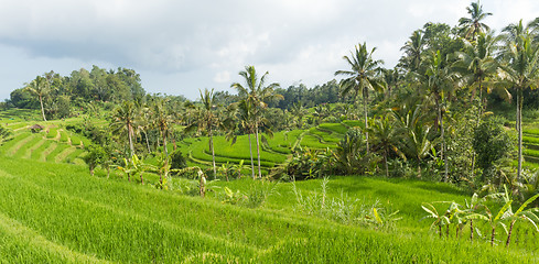 Image showing Jatiluwih rice terraces and plantation in Bali, Indonesia, with palm trees and paths.