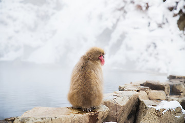 Image showing japanese macaque or snow monkey in hot spring