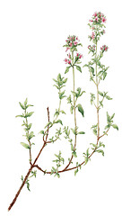 Image showing Thyme (Thymus vulgaris) botanical drawing over white background