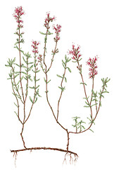 Image showing Wild thyme (Thymus serpyllum) botanical drawing over white backg