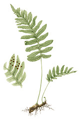 Image showing Common polypody (Polypodium vulgare) botanical drawing over whit