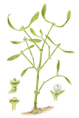 Image showing Mistletoe (Viscum album) botanical drawing over white background