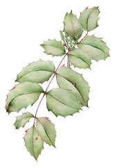 Image showing Oregon-grape (Mahonia aquifolium) leaves with young inflorescenc