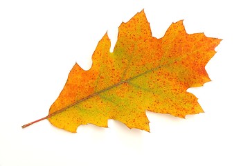 Image showing Leaf