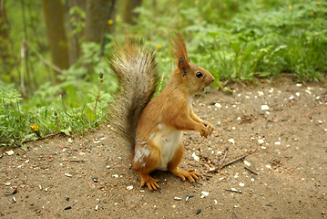 Image showing Cute squirrel sitting on the ground