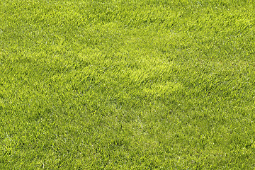 Image showing Natural green shorn lawn background