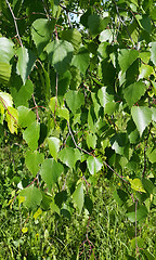 Image showing Beautiful branch of a spring birch tree