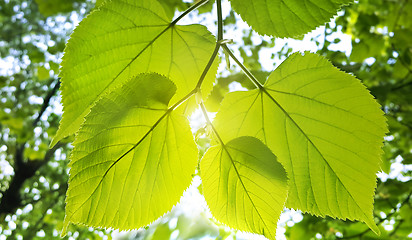 Image showing Spring fresh foliage of linden tree 