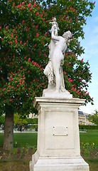 Image showing Decoration of Tuileries garden in Paris